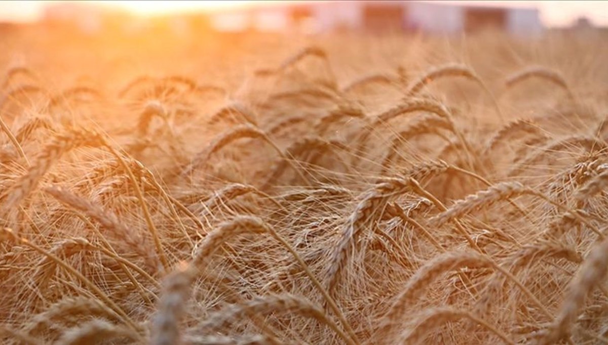 Ukrayna limanlarından 1 milyon tonun üzerinde tahıl taşındı